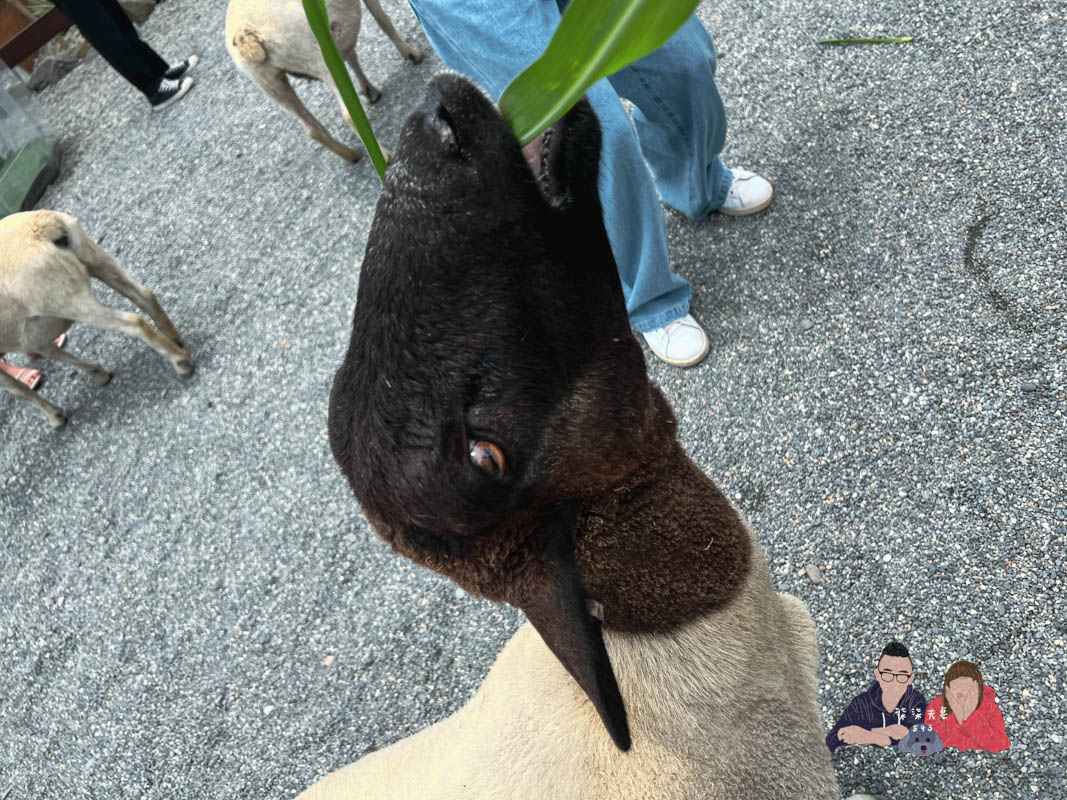 宜蘭親子景點》回巢｜親子小型遊樂園，狐蒙／羊咩咩／象龜，還有超可愛天竺鼠到處亂跑～