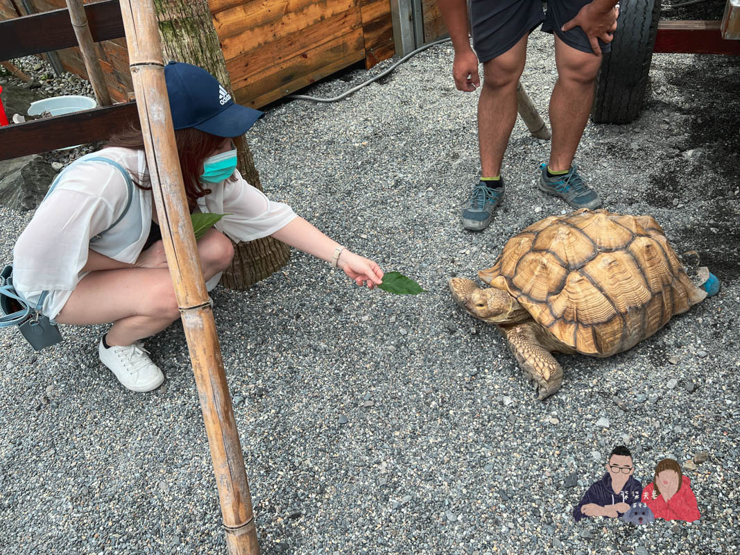 宜蘭親子景點》回巢｜親子小型遊樂園，狐蒙／羊咩咩／象龜，還有超可愛天竺鼠到處亂跑～