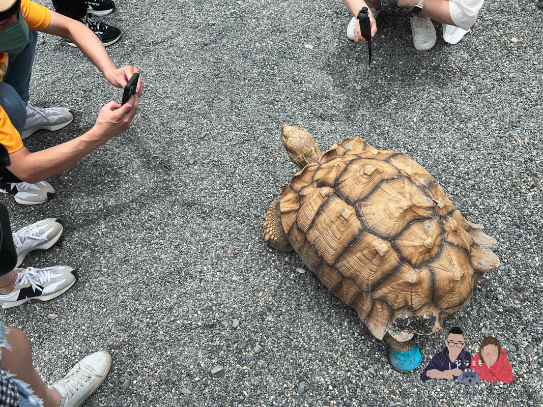 宜蘭親子景點》回巢｜親子小型遊樂園，狐蒙／羊咩咩／象龜，還有超可愛天竺鼠到處亂跑～