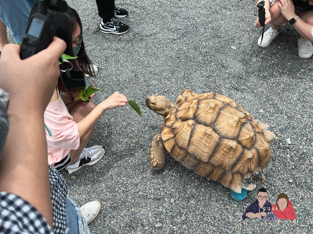 宜蘭親子景點》回巢｜親子小型遊樂園，狐蒙／羊咩咩／象龜，還有超可愛天竺鼠到處亂跑～