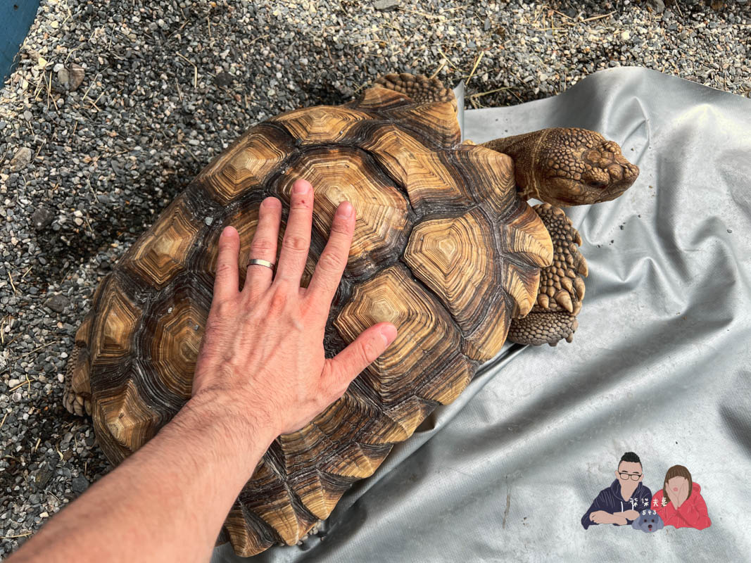 宜蘭親子景點》回巢｜親子小型遊樂園，狐蒙／羊咩咩／象龜，還有超可愛天竺鼠到處亂跑～