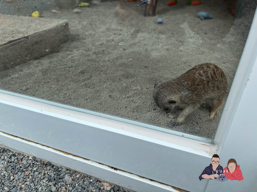 宜蘭親子景點》回巢｜親子小型遊樂園，狐蒙／羊咩咩／象龜，還有超可愛天竺鼠到處亂跑～