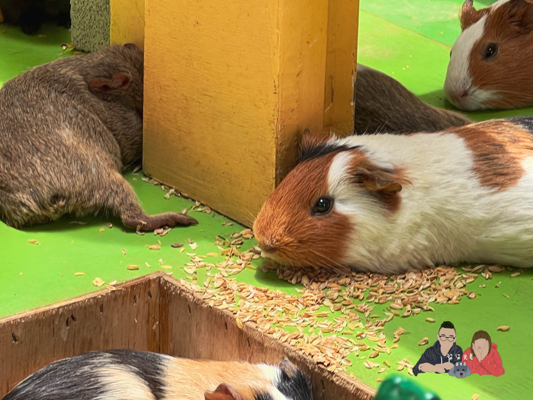 宜蘭親子景點》回巢｜親子小型遊樂園，狐蒙／羊咩咩／象龜，還有超可愛天竺鼠到處亂跑～