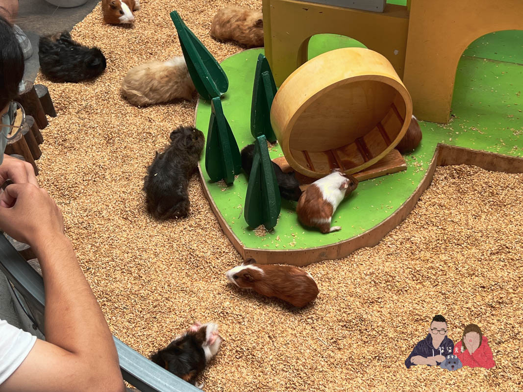 宜蘭親子景點》回巢｜親子小型遊樂園，狐蒙／羊咩咩／象龜，還有超可愛天竺鼠到處亂跑～