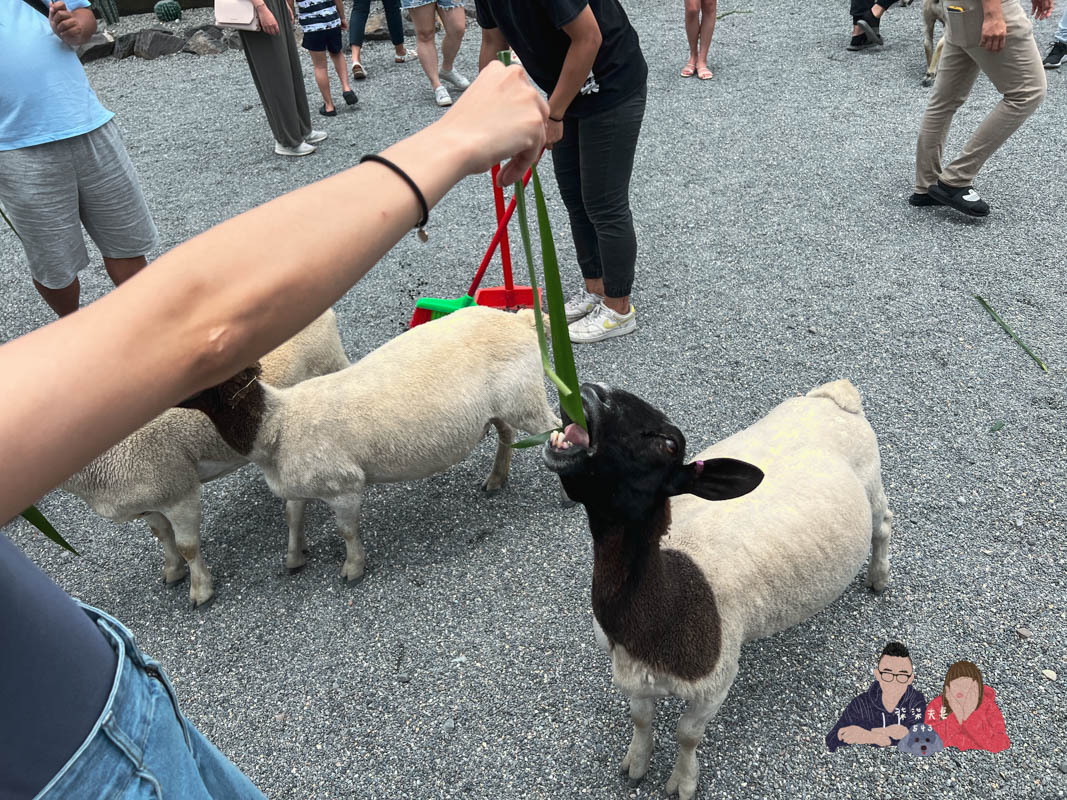 宜蘭親子景點》回巢｜親子小型遊樂園，狐蒙／羊咩咩／象龜，還有超可愛天竺鼠到處亂跑～