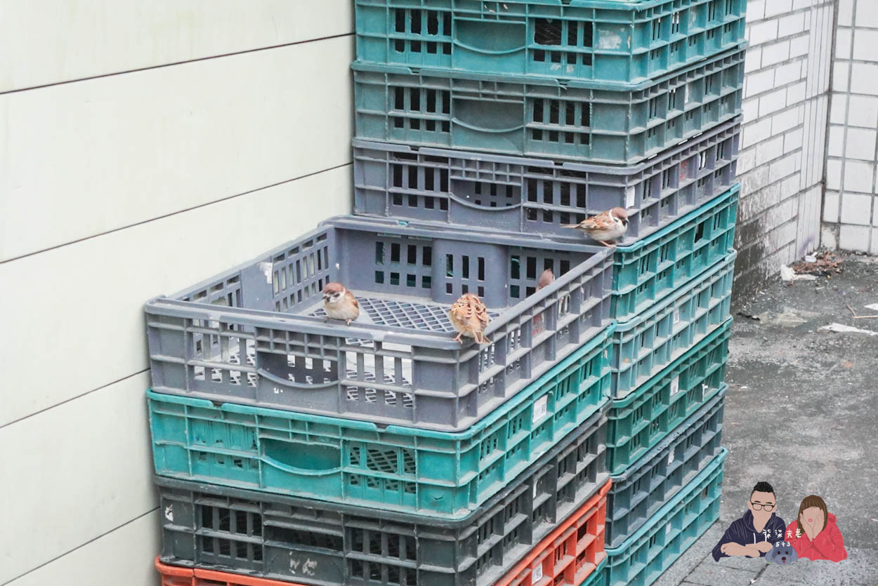 宜蘭礁溪柯氏蔥油餅 (1)