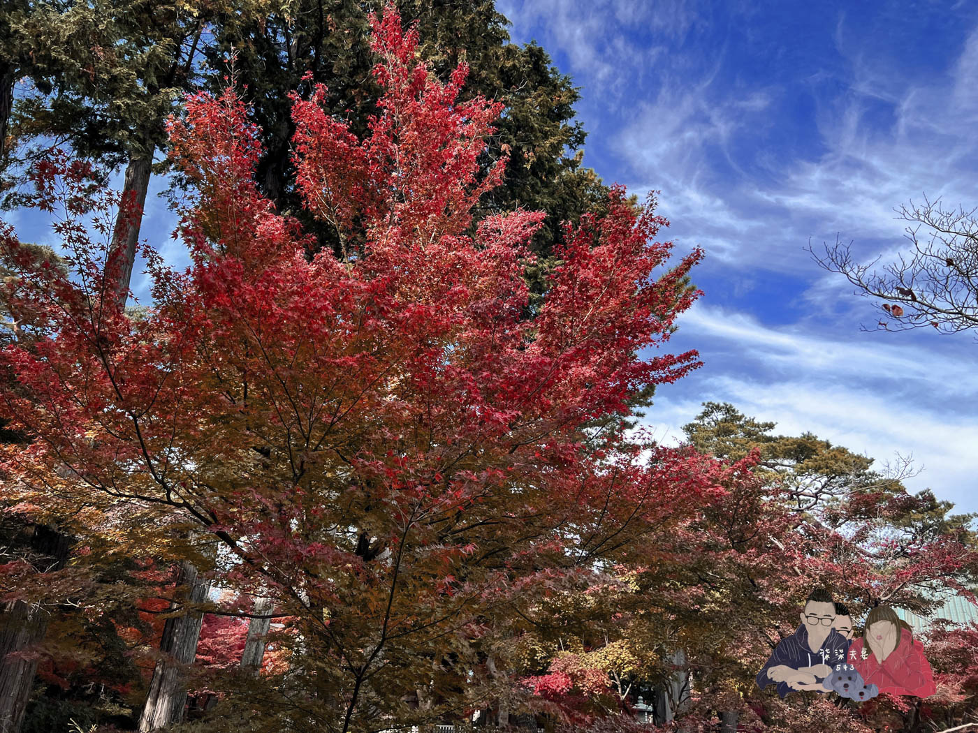 東京豪德寺 (17)
