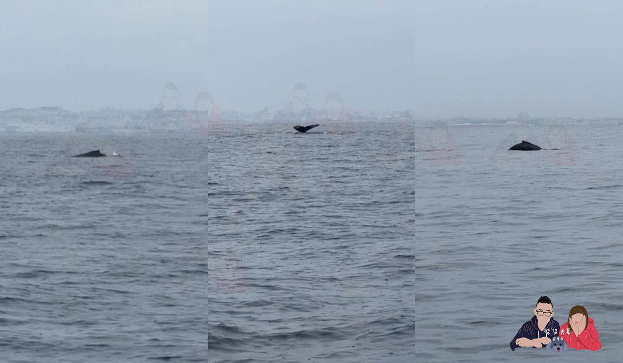 沖繩賞鯨》冬季限定的賞鯨之旅,坐船出海觀賞座頭鯨~ - 第22張圖 柒柒夫妻沖繩6天5夜行程表-(103)