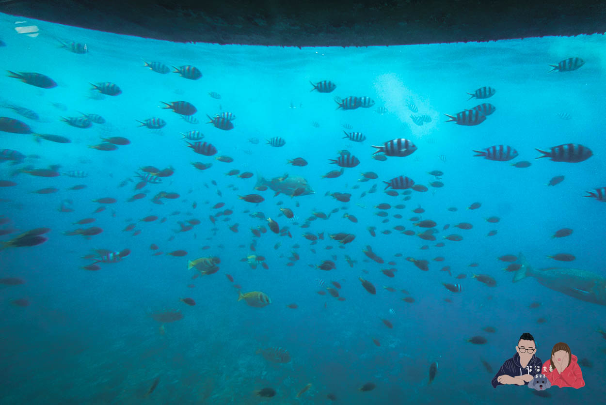 沖繩水底觀光船Orca (42)