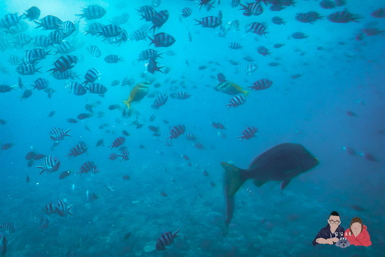 沖繩水底觀光船Orca (44)