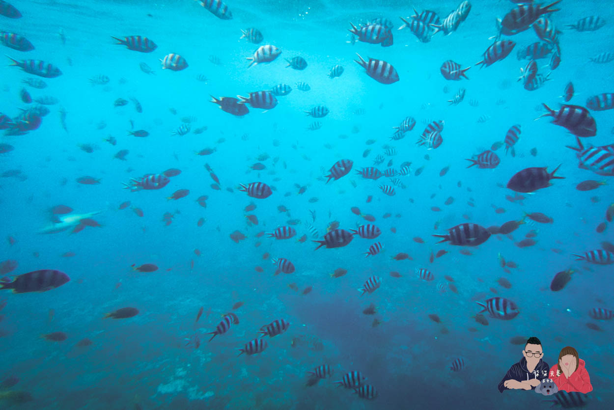 沖繩水底觀光船Orca (49)