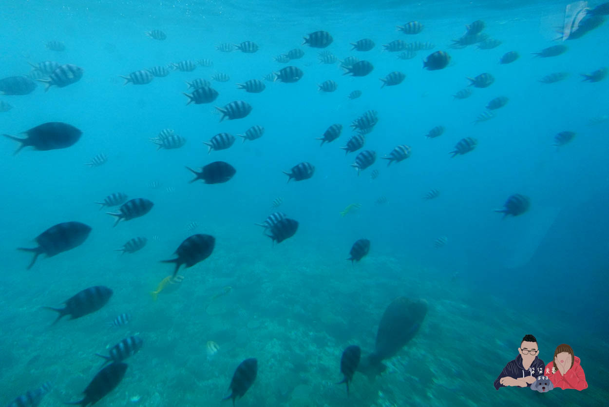 沖繩水底觀光船Orca (55)