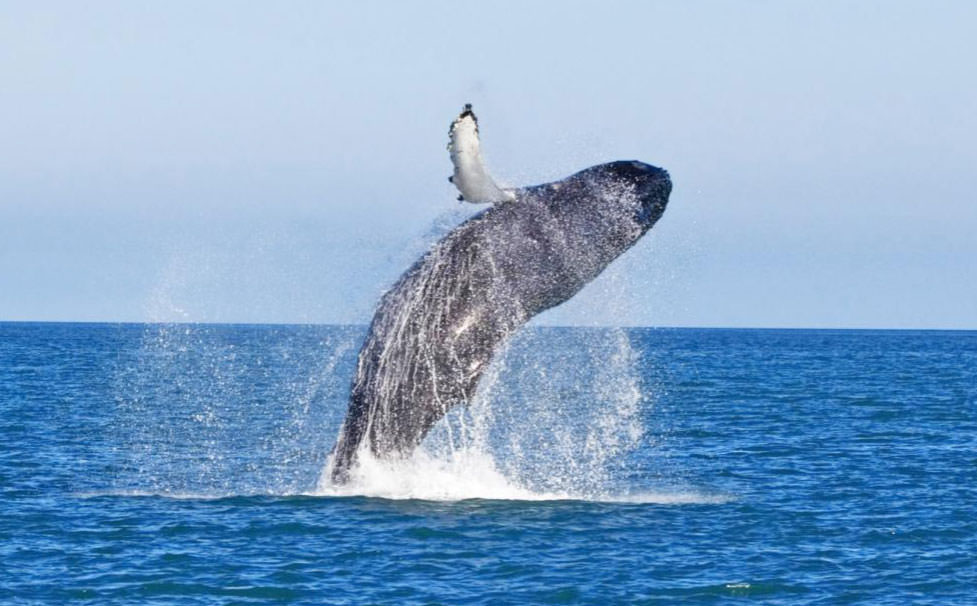 沖繩賞鯨》冬季限定的賞鯨之旅,坐船出海觀賞座頭鯨~ - 第23張圖 沖繩賞鯨KKday-1