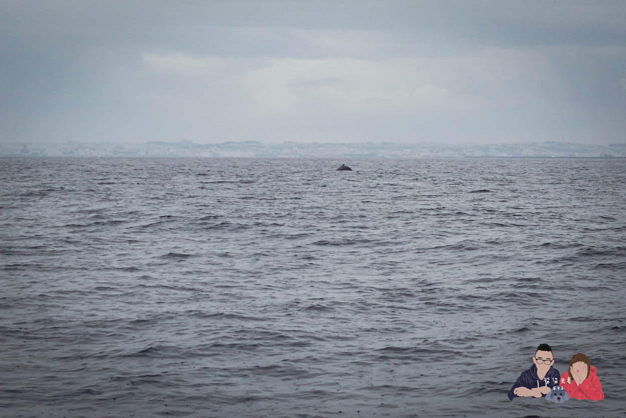 沖繩賞鯨KKday (45)