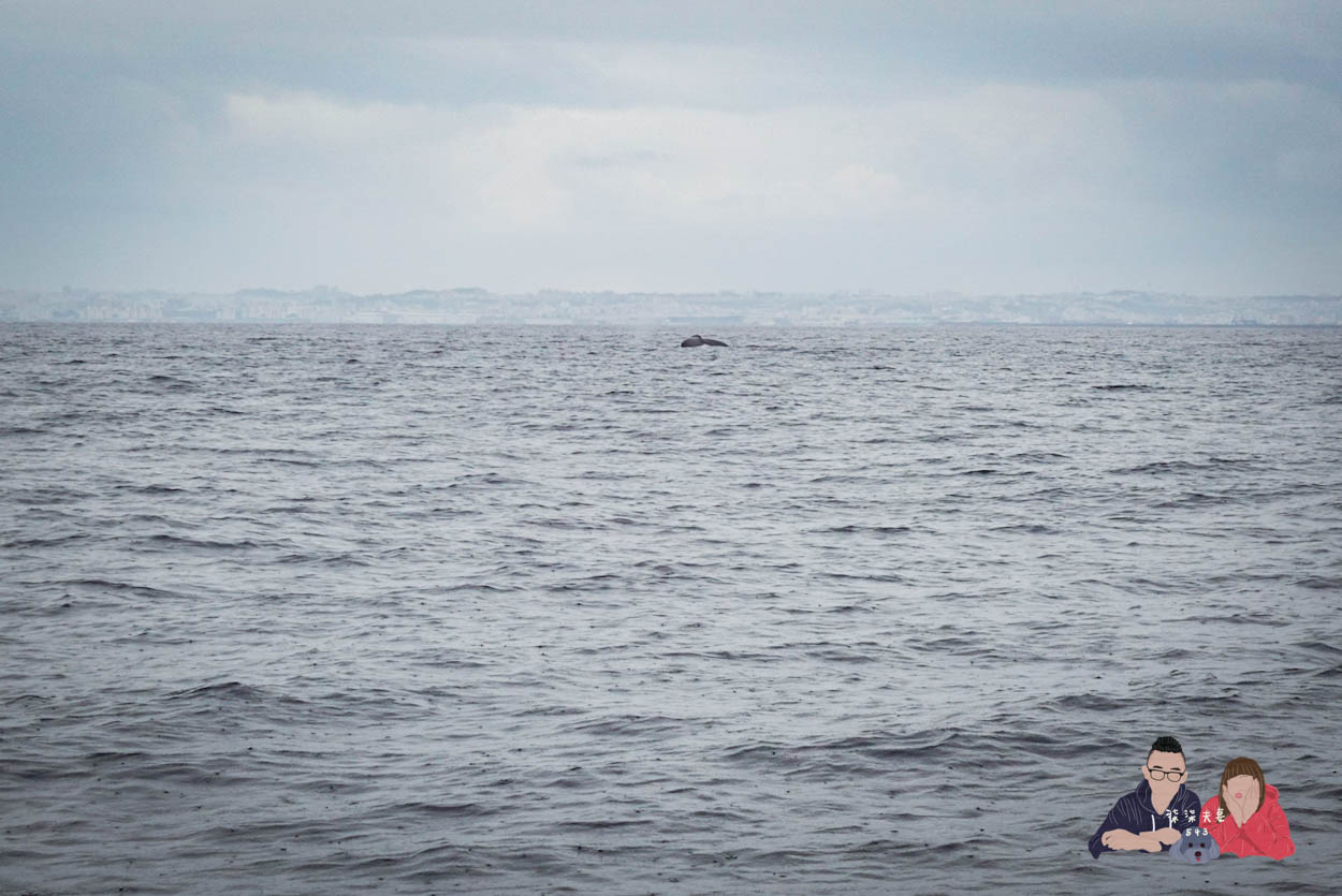 沖繩賞鯨》冬季限定的賞鯨之旅,坐船出海觀賞座頭鯨~ - 第21張圖 沖繩賞鯨KKday (48)