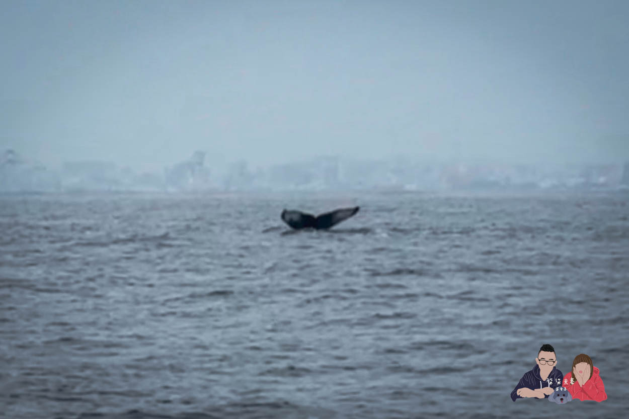 沖繩賞鯨》冬季限定的賞鯨之旅,坐船出海觀賞座頭鯨~ - 第26張圖 沖繩賞鯨KKday