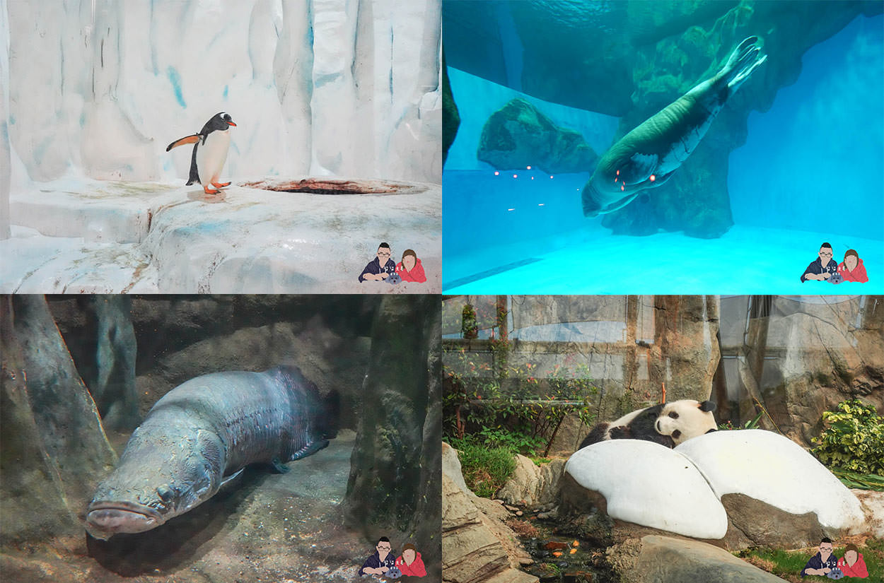 香港海洋公園攻略》門票優惠/交通方式/必玩設施/最速遊玩順序 - 第21張圖 香港海洋公園動物