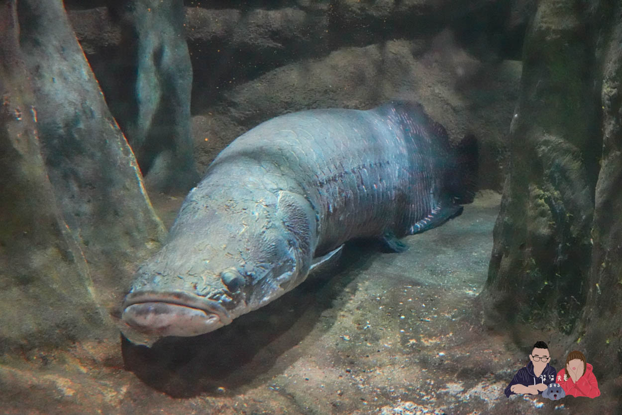 香港海洋公園攻略》門票優惠/交通方式/必玩設施/最速遊玩順序 - 第27張圖 香港海洋公園 (105)