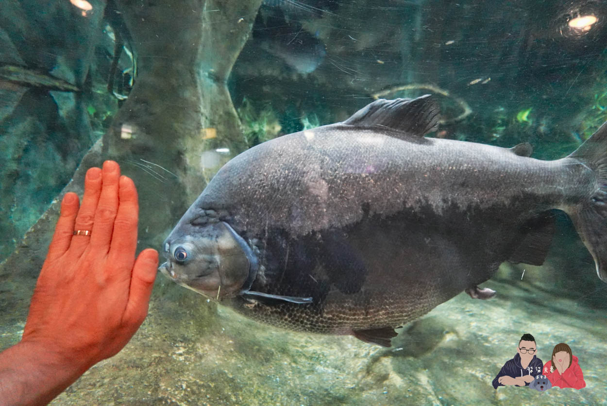 香港海洋公園攻略》門票優惠/交通方式/必玩設施/最速遊玩順序 - 第28張圖 香港海洋公園 (109)