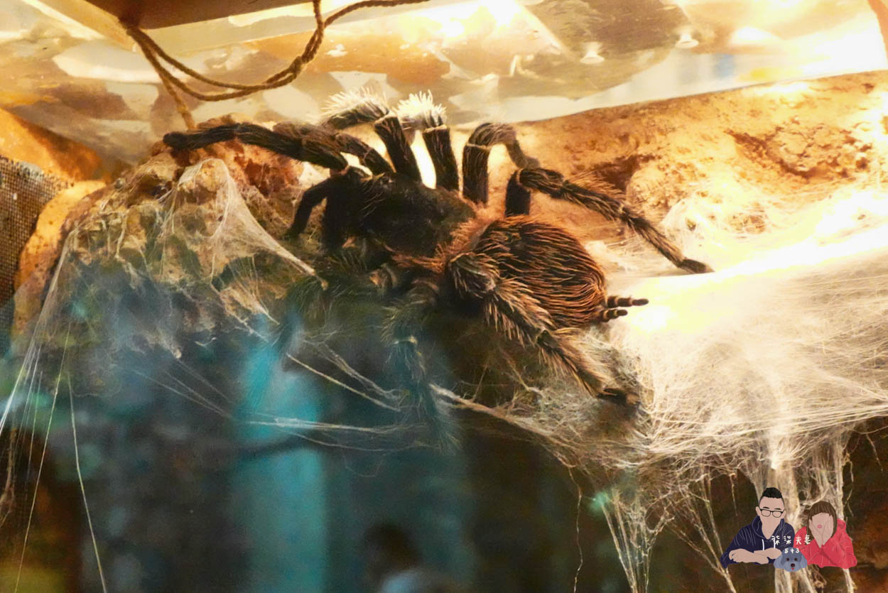 香港海洋公園攻略》門票優惠/交通方式/必玩設施/最速遊玩順序 - 第26張圖 香港海洋公園 (112)