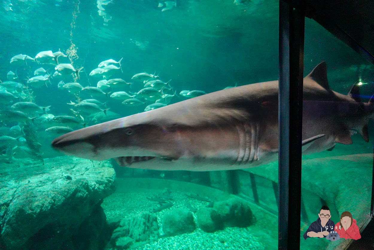 香港海洋公園攻略》門票優惠/交通方式/必玩設施/最速遊玩順序 - 第10張圖 香港海洋公園 (145)