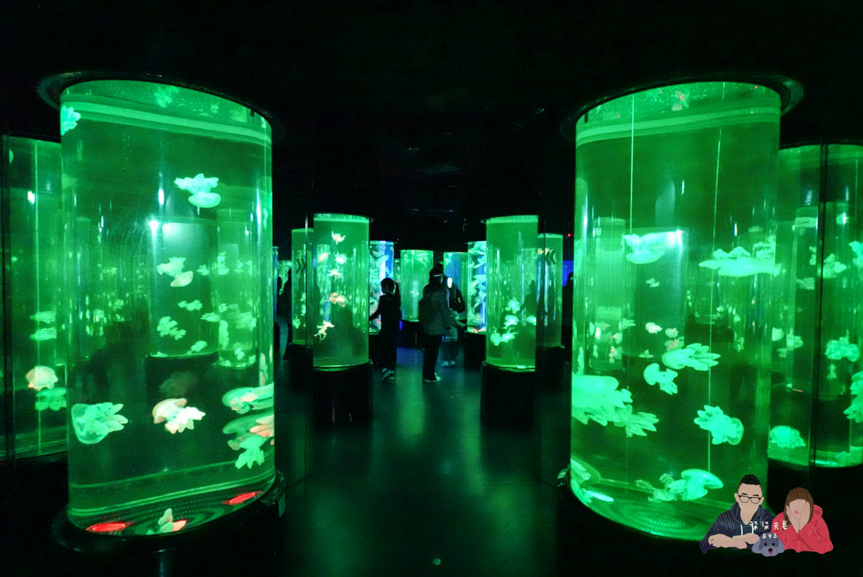 香港海洋公園攻略》門票優惠/交通方式/必玩設施/最速遊玩順序 - 第31張圖 香港海洋公園 (157)