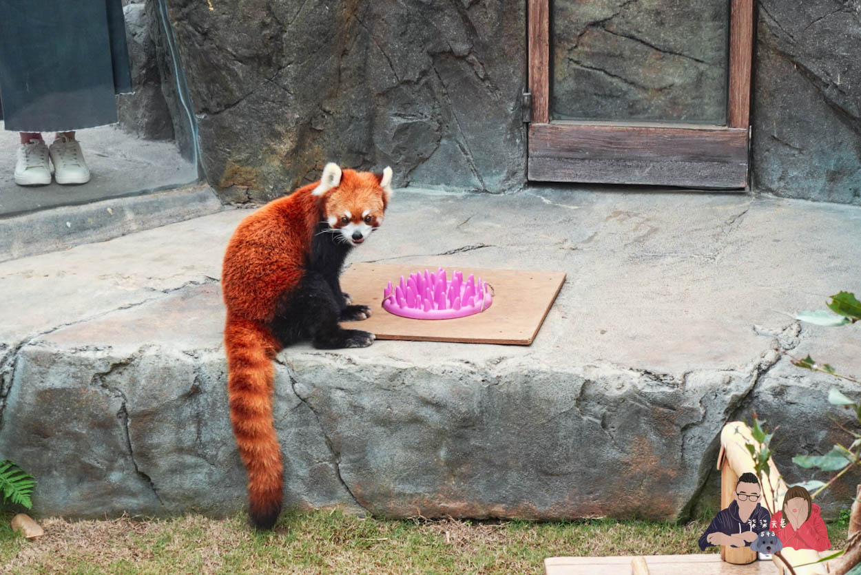 香港海洋公園攻略》門票優惠/交通方式/必玩設施/最速遊玩順序 - 第30張圖 香港海洋公園 (194)