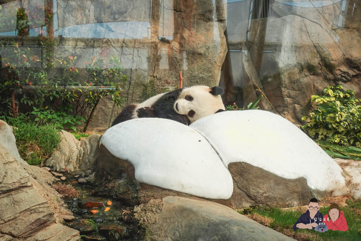 香港海洋公園攻略》門票優惠/交通方式/必玩設施/最速遊玩順序 - 第29張圖 香港海洋公園 (195)
