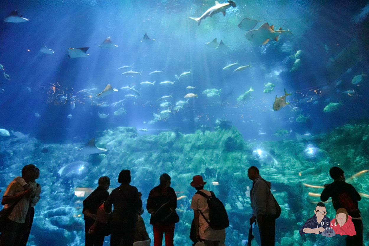 香港海洋公園攻略》門票優惠/交通方式/必玩設施/最速遊玩順序 - 第20張圖 香港海洋公園 (222)