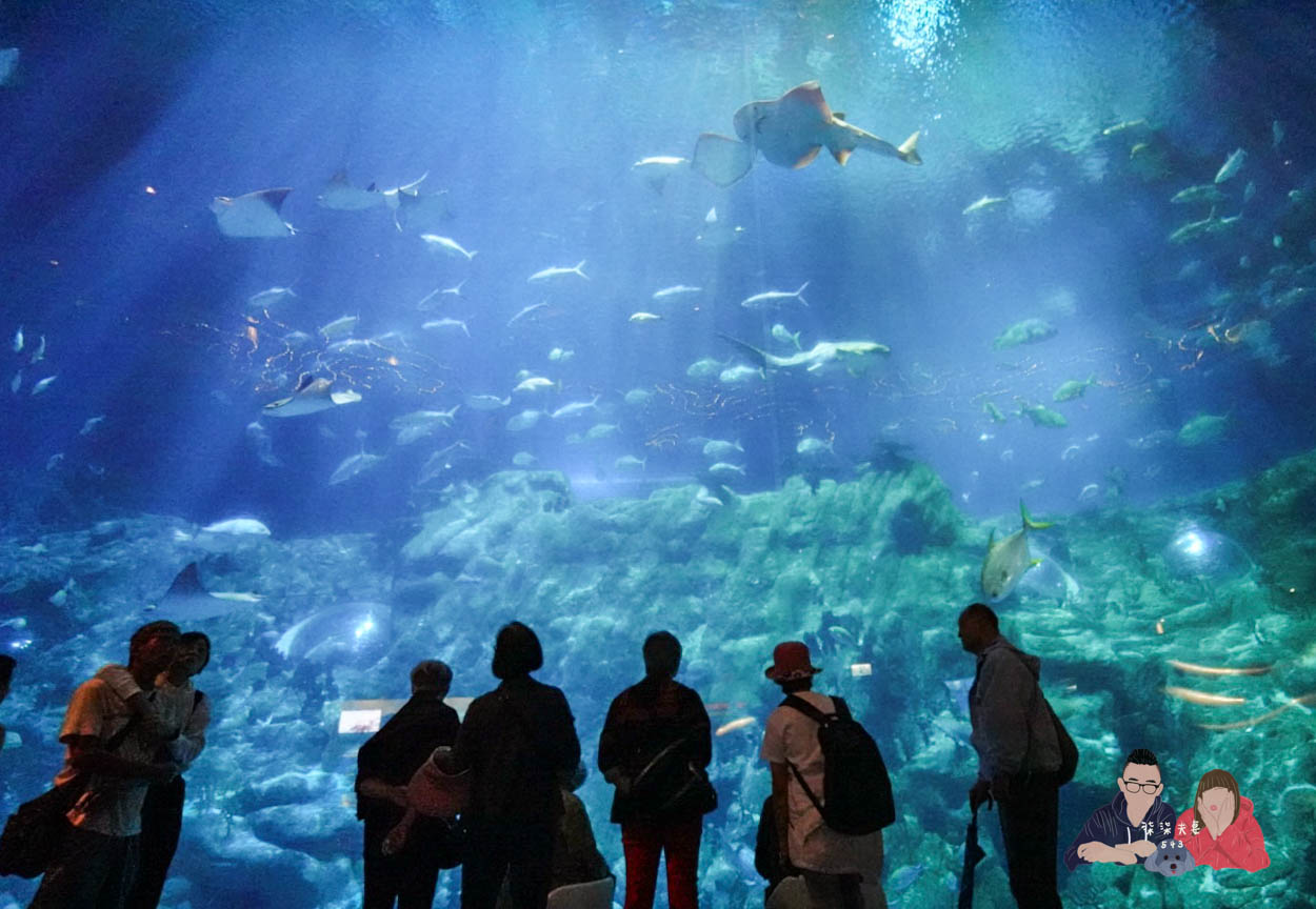 香港海洋公園攻略》門票優惠/交通方式/必玩設施/最速遊玩順序 - 第23張圖 香港海洋公園 (223)