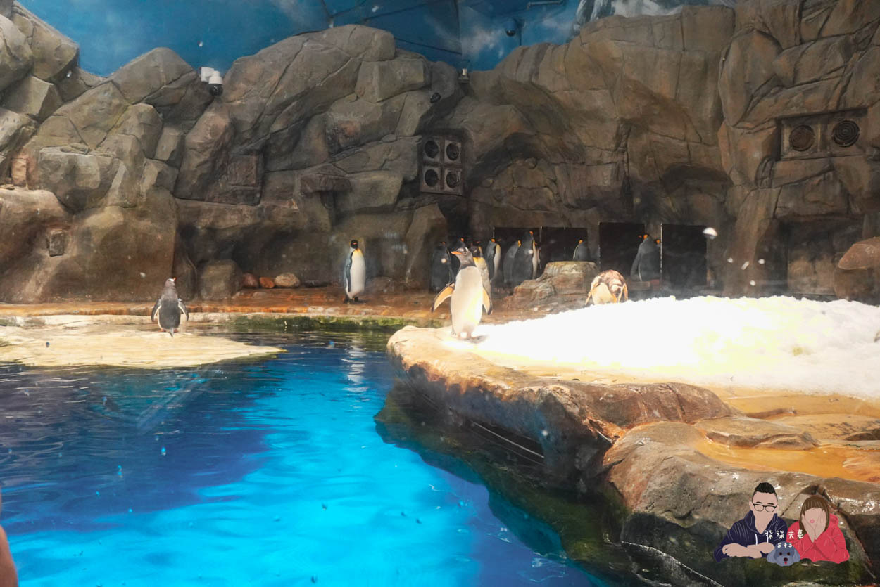 香港海洋公園攻略》門票優惠/交通方式/必玩設施/最速遊玩順序 - 第24張圖 香港海洋公園 (57)