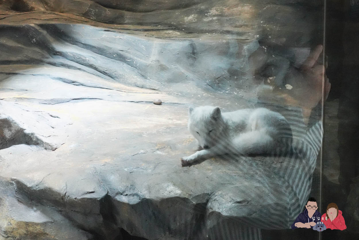 香港海洋公園攻略》門票優惠/交通方式/必玩設施/最速遊玩順序 - 第25張圖 香港海洋公園 (69)