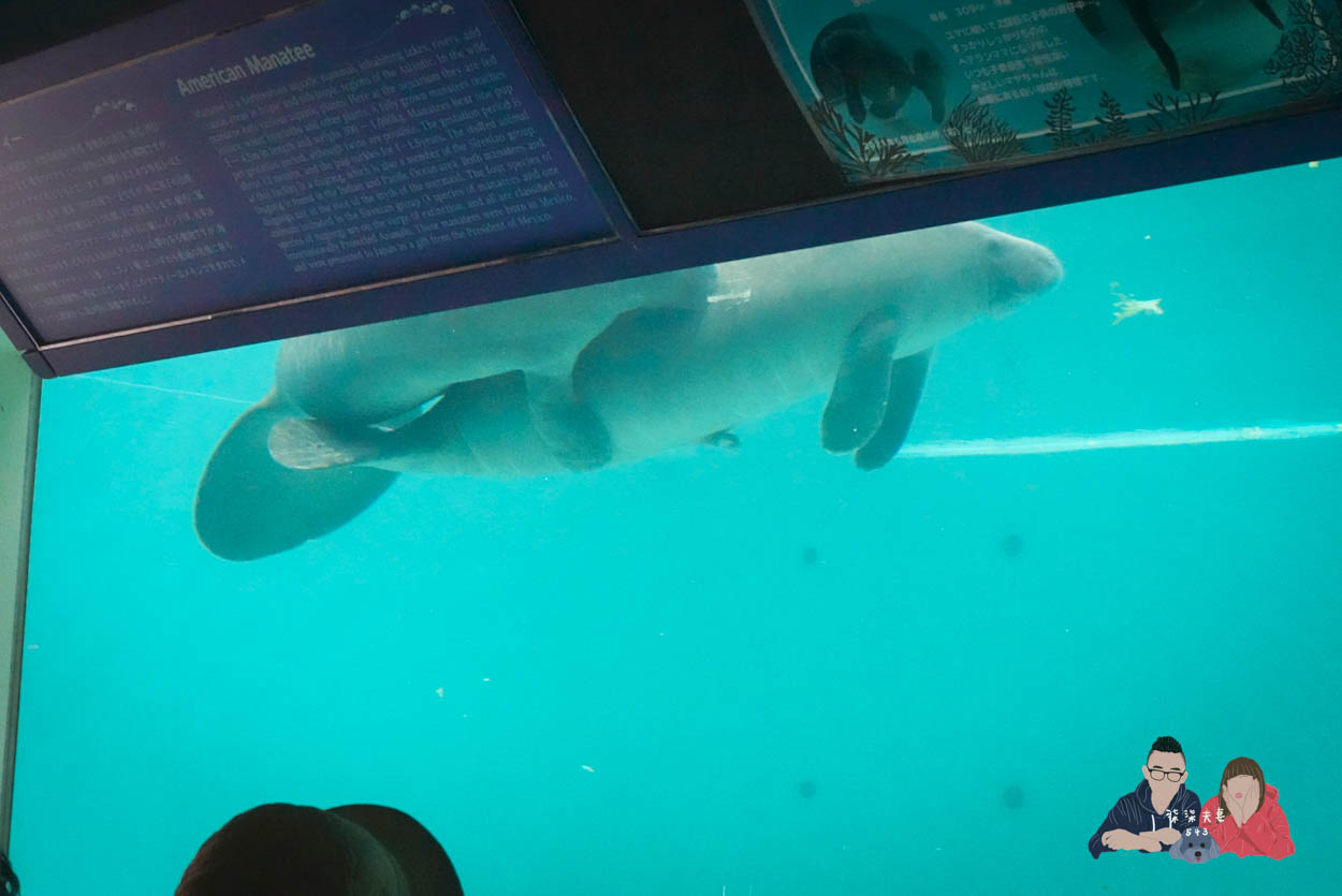沖繩美麗海水族館 (108)