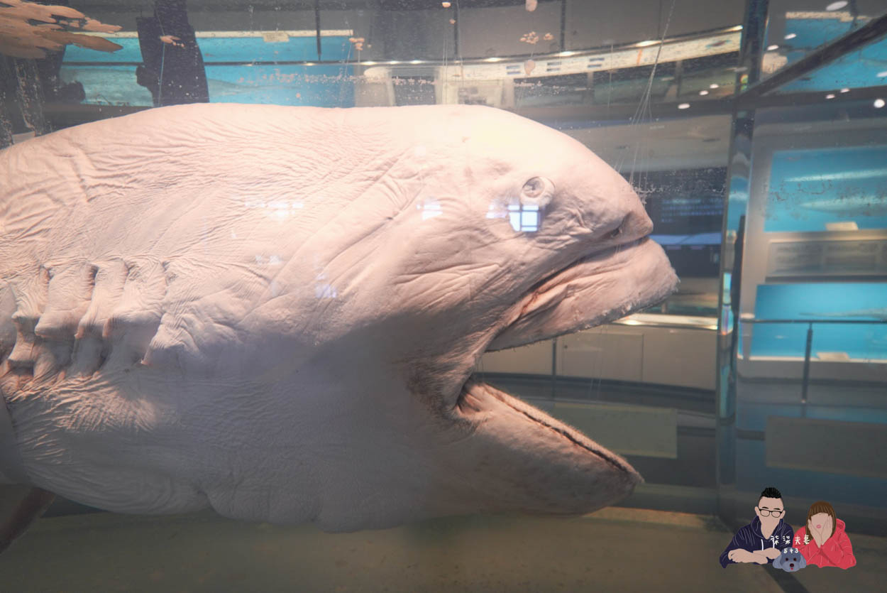 沖繩美麗海水族館 (124)