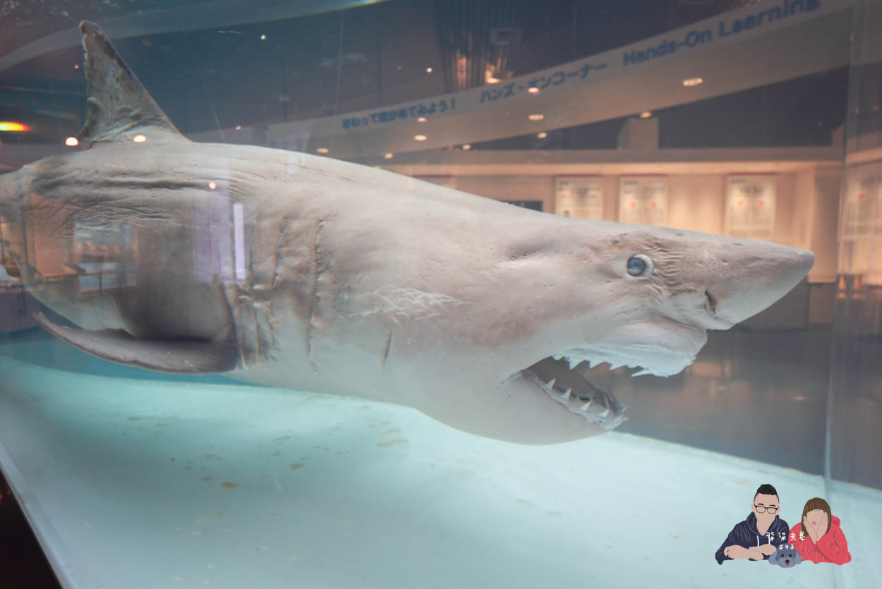 沖繩美麗海水族館 (127)