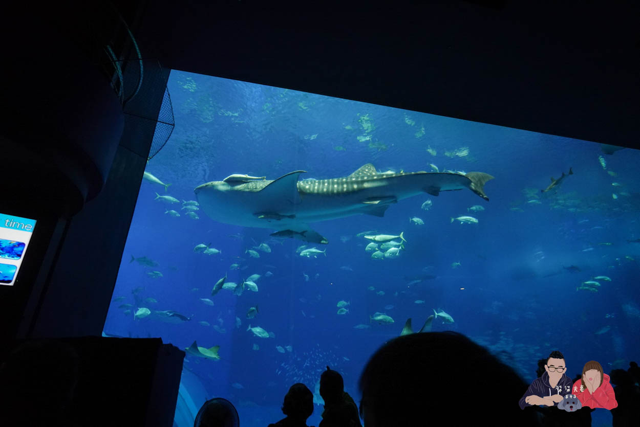 沖繩美麗海水族館 (131)