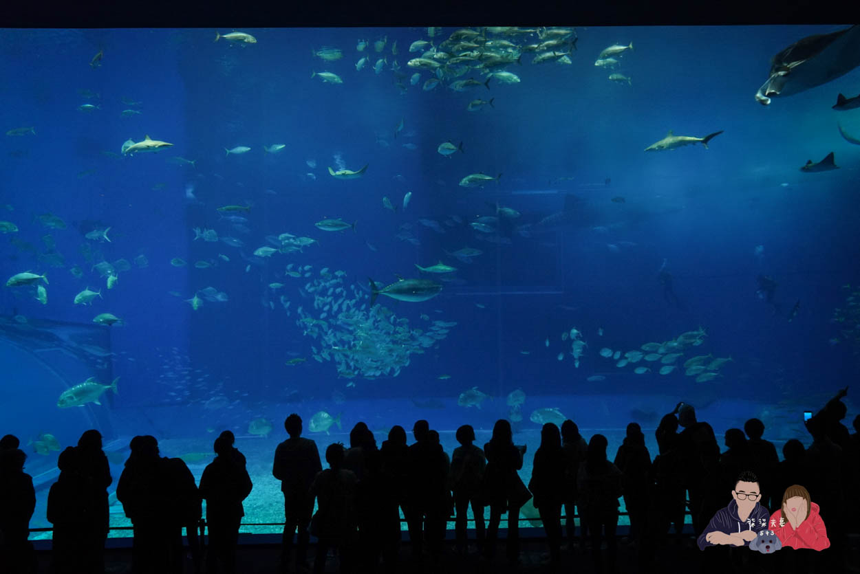 沖繩美麗海水族館 (132)