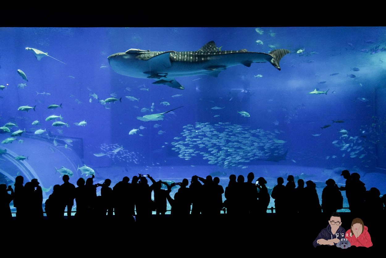 沖繩美麗海水族館 (134)