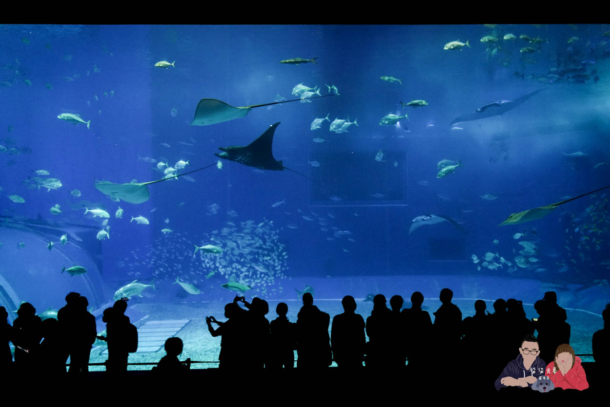 沖繩美麗海水族館 (135)