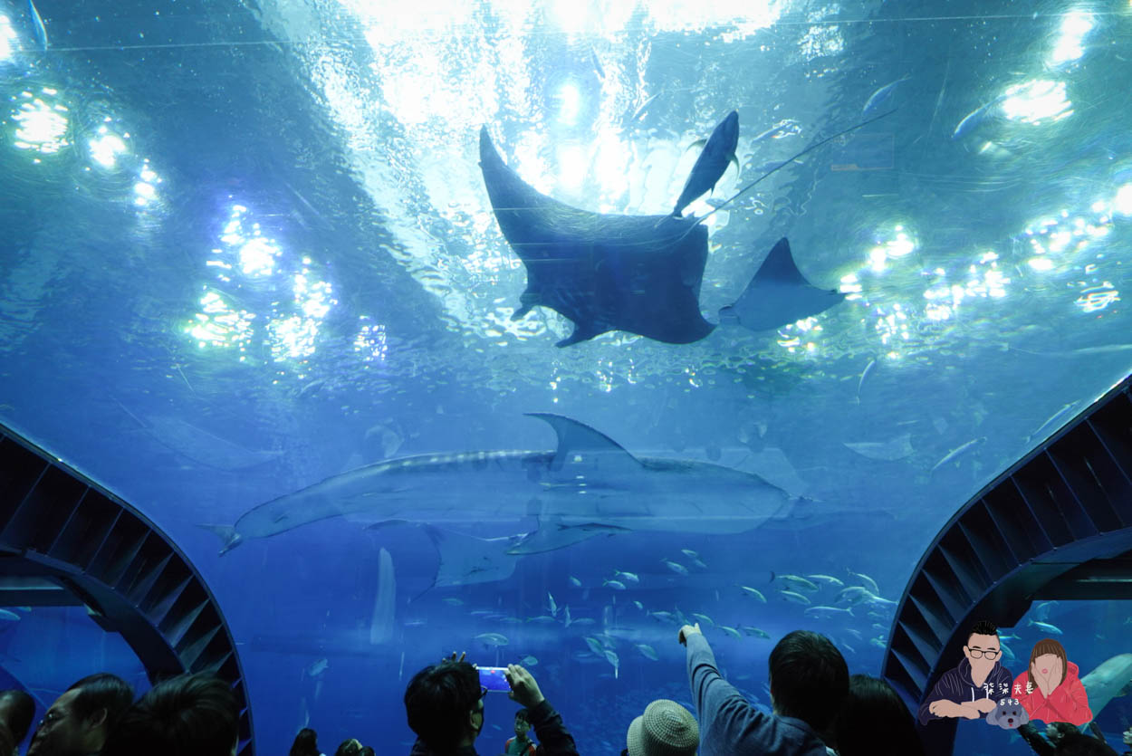沖繩美麗海水族館 (140)