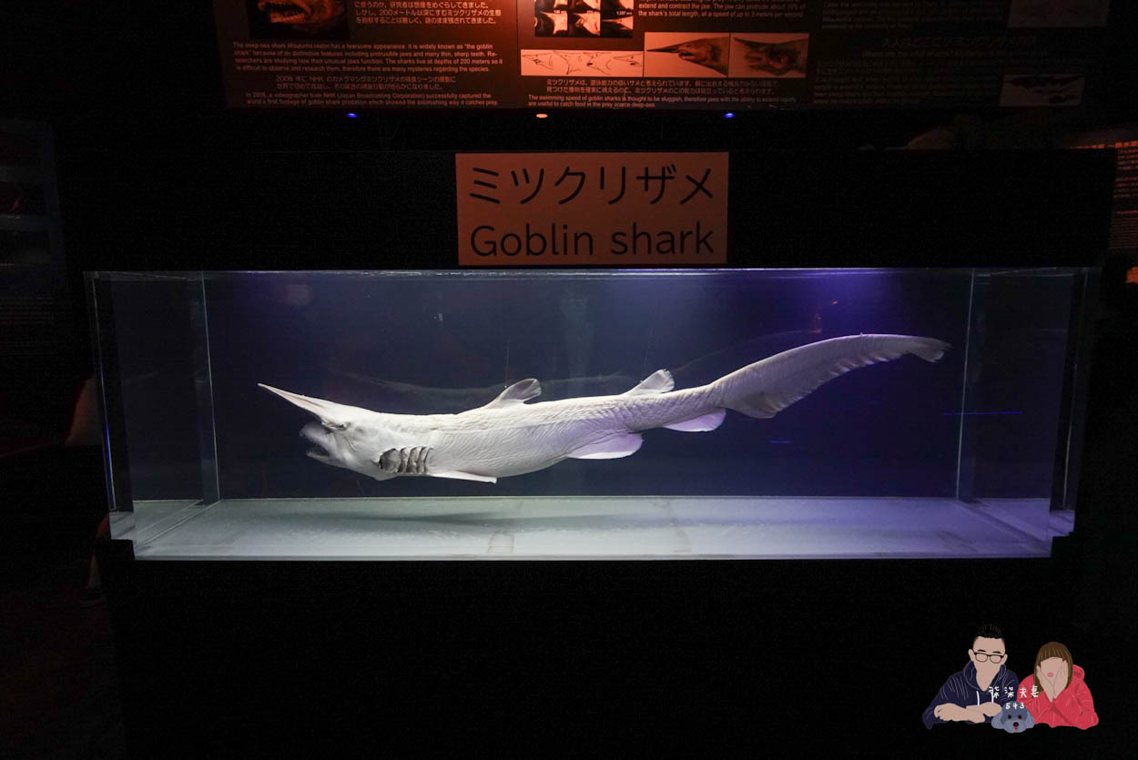 沖繩美麗海水族館 (149)