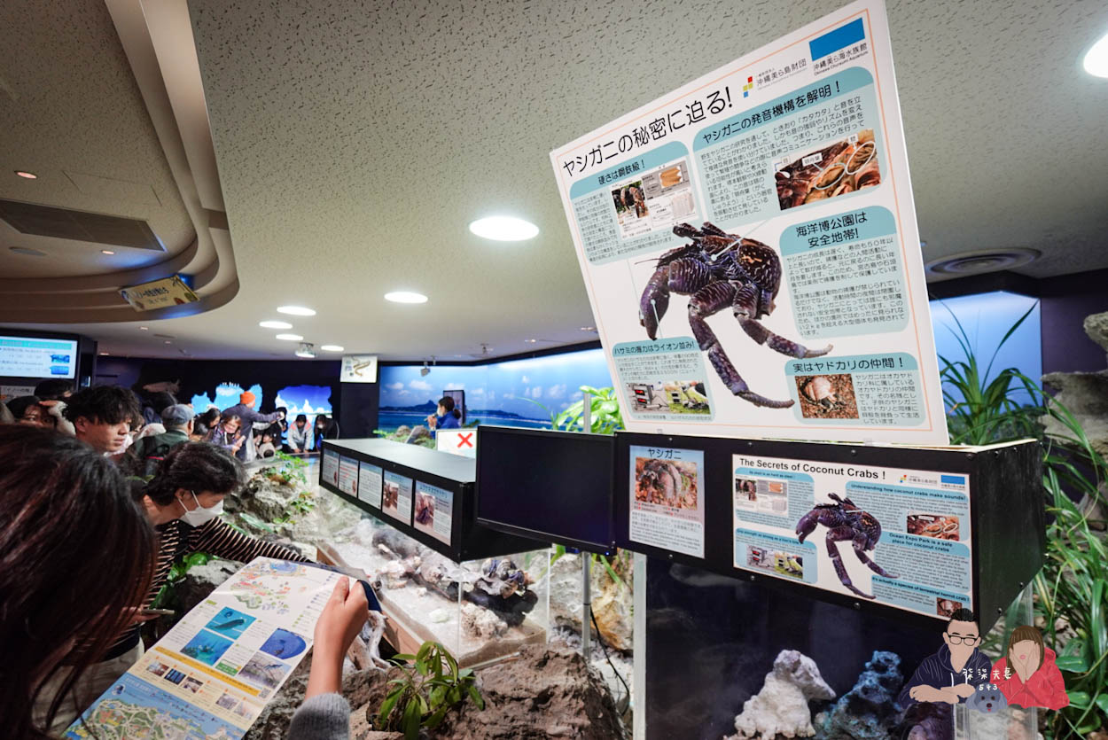 沖繩美麗海水族館 (23)