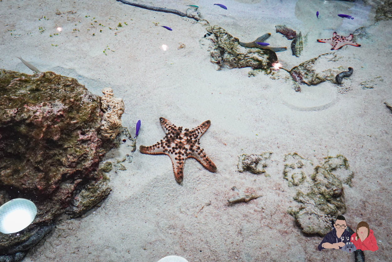 沖繩美麗海水族館 (27)