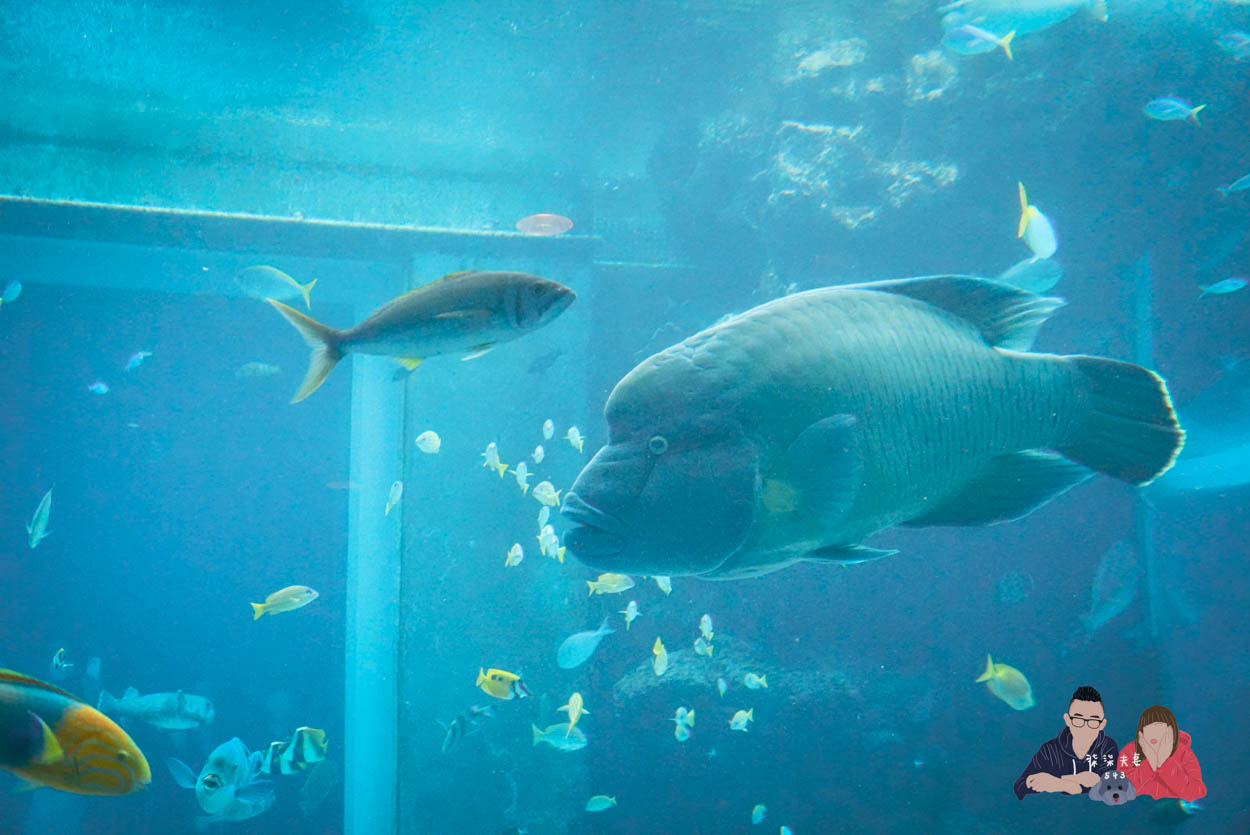 沖繩美麗海水族館 (40)