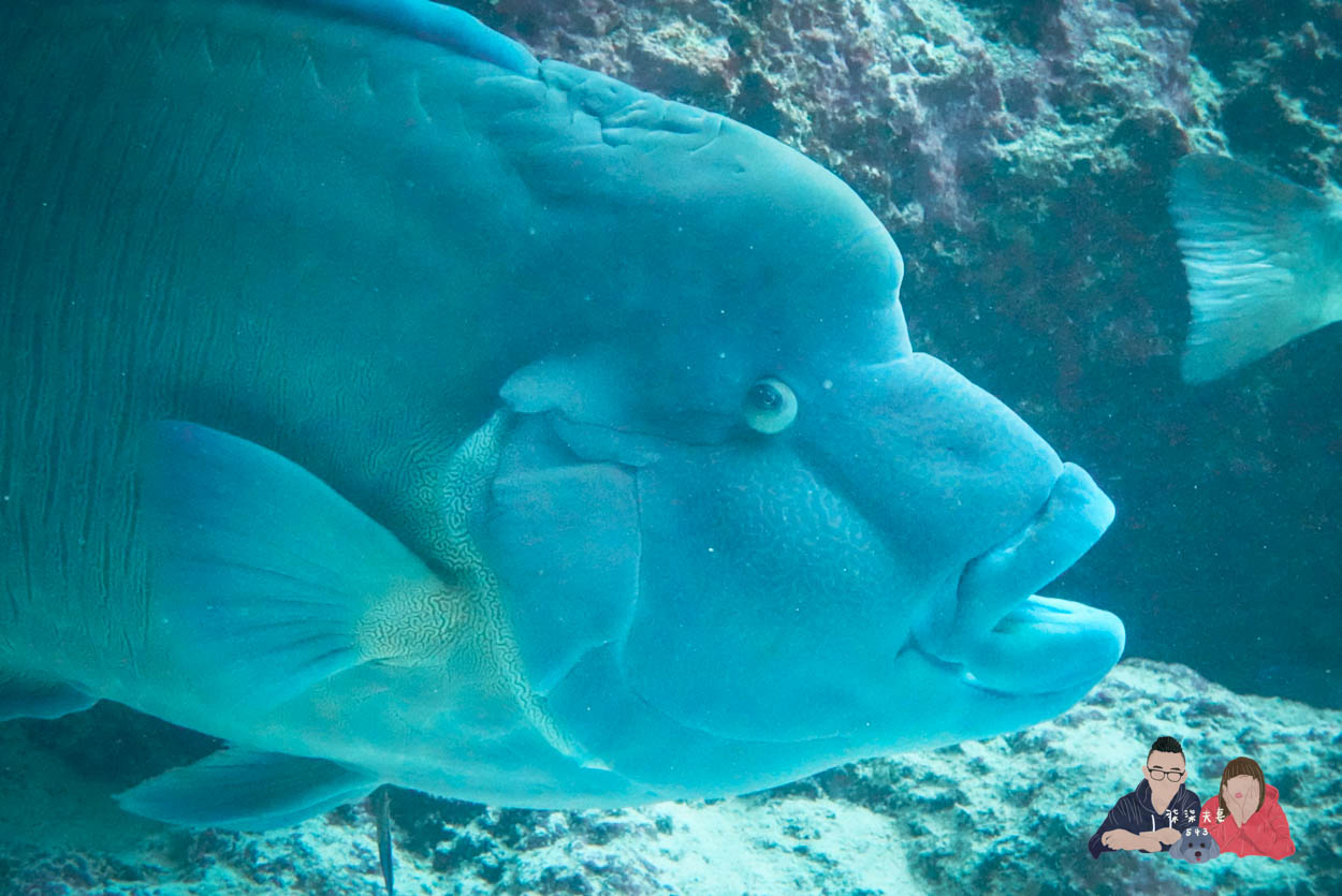 沖繩美麗海水族館 (44)