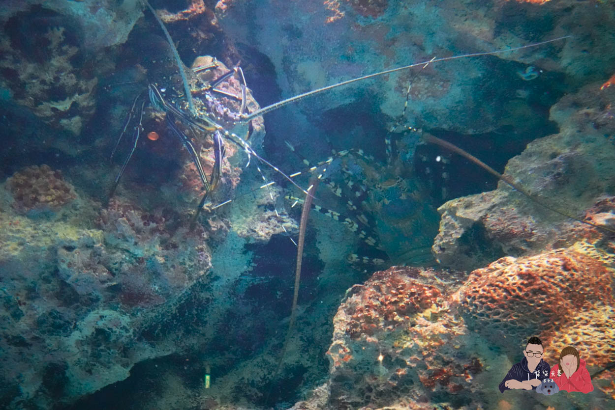 沖繩美麗海水族館 (53)