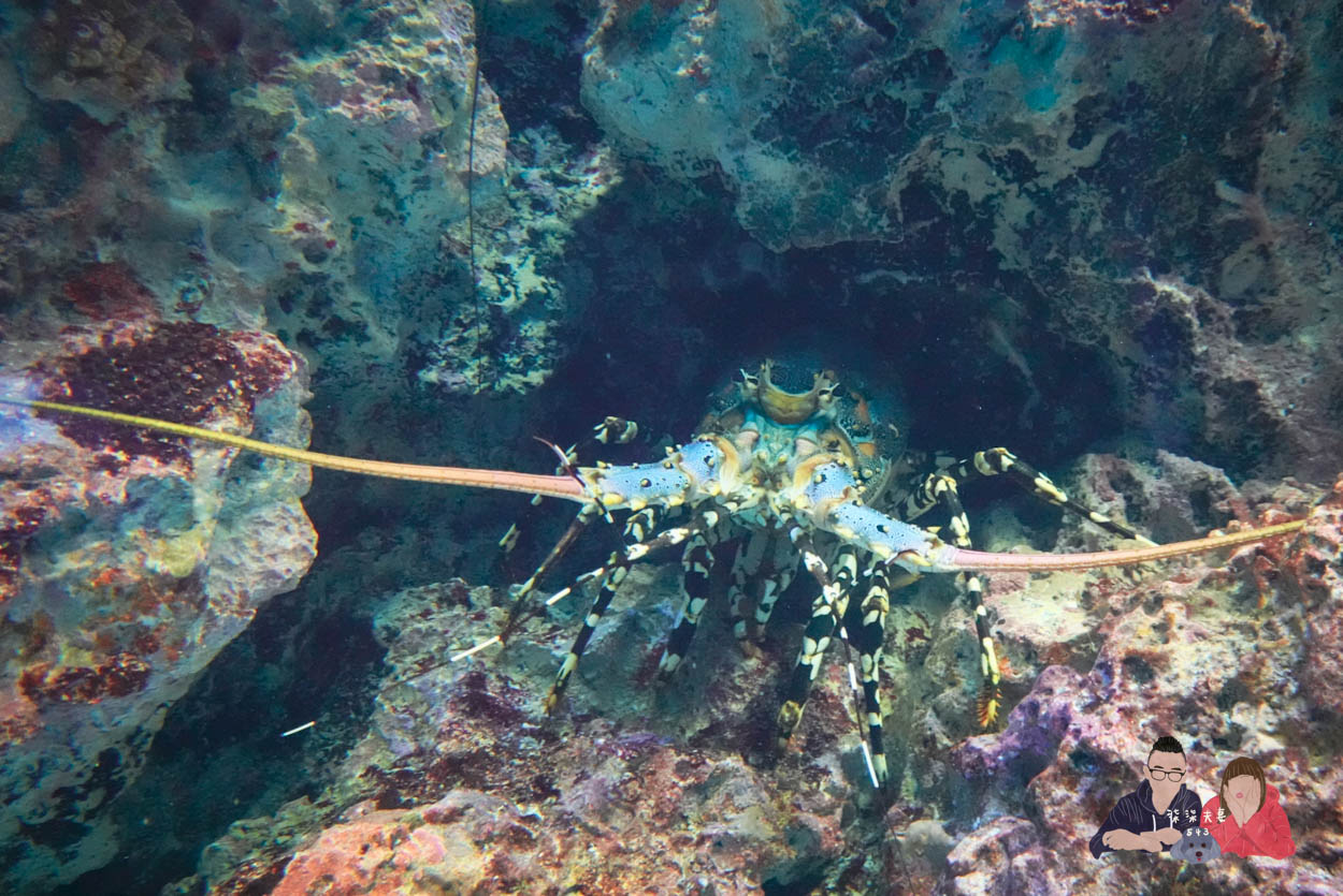 沖繩美麗海水族館 (54)