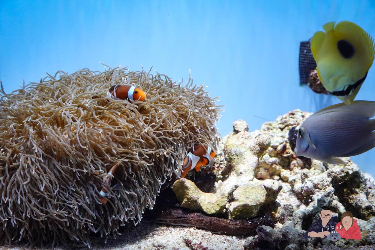 沖繩美麗海水族館 (61)