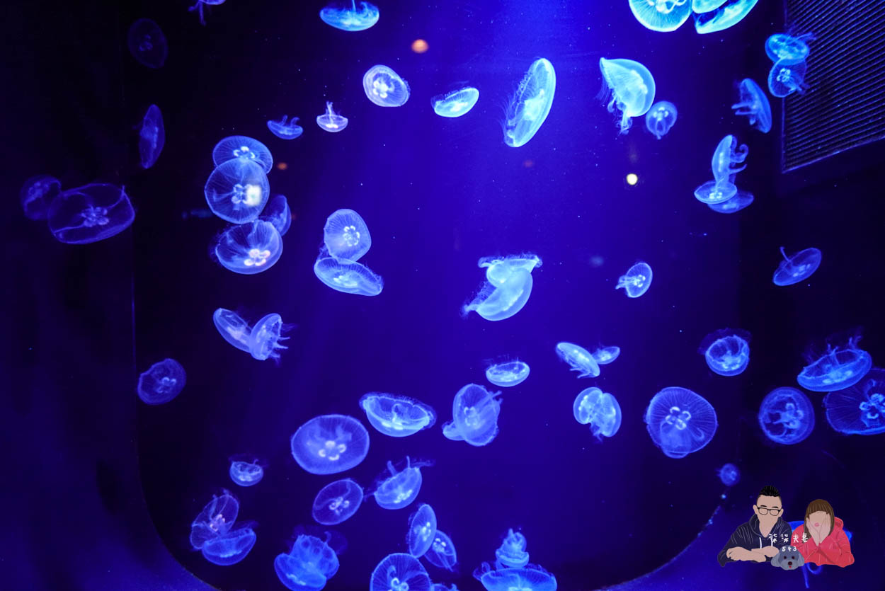 沖繩美麗海水族館 (62)