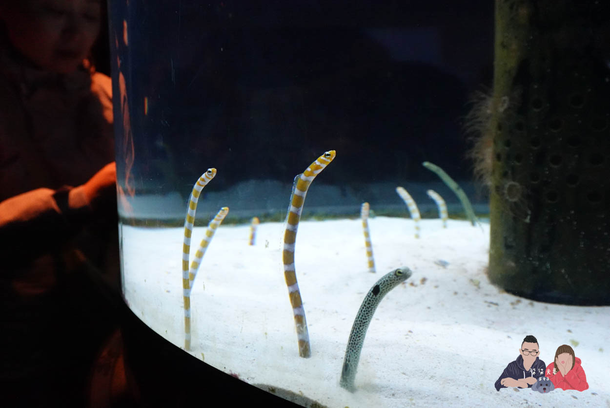 沖繩美麗海水族館 (63)